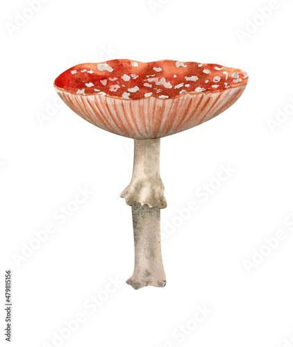 Watercolor red mushroom illustration. Fly agaric, amanita botanical illustration for posters design