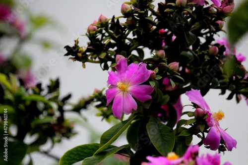 planta flor ora pro nobis – pereskia grandifolia 