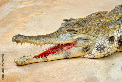 West African slender-snouted crocodile (Mecistops cataphractus) opening the mouth 