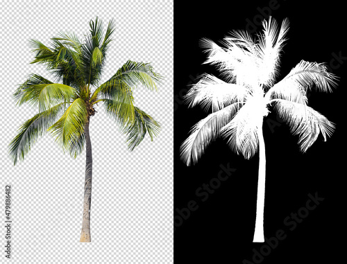 Coconut tree isolated with alpha channel compositing and clipping path