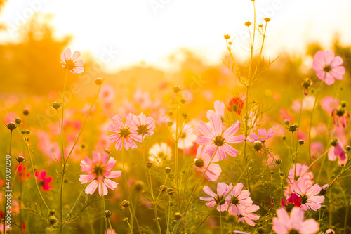 Cosmos flowers in the garden , Lumphun province Thailand