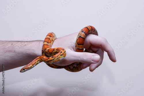 wąż zbożowy, ręka