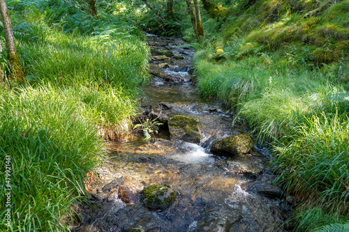 Close up of a small stream or brook in in woodland