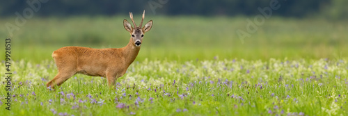 Panoramic view of roe deer, capreolus capreolus, buck standing on a blooming summer meadow with copy space. Male mammal with antlers looking into camera.