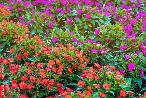 Purple Impatiens (Impatiens walleriana) flowers in summer sunny day