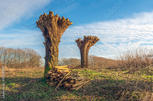 Two newly pruned pollard willows. At the bottom of the trunk is a pile of firewood. The photo was taken in the Dutch province of North Brabant on a sunny day at the beginning of the winter season.