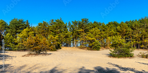 Coniferous forest on a sandy dune of Dabrowiecka Gora Hill in Mazowiecki Landscape Park in Karczew town near Warsaw in Mazovia region of Poland