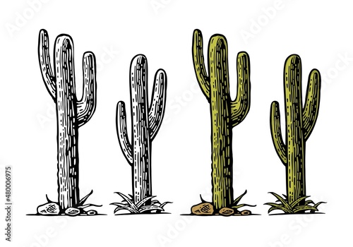 Cactus saguaro . Vector hand drawn vintage engraving