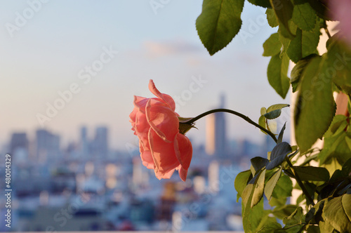 Side view of a fully bloomed Soeur Emmanuelle rose in background of a city building during golden sunset hours