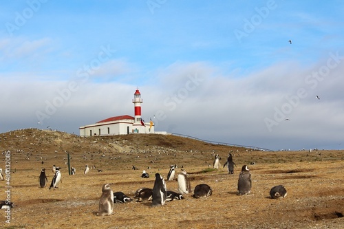 Penguins on Magdalena Island, Patagonia, Chile