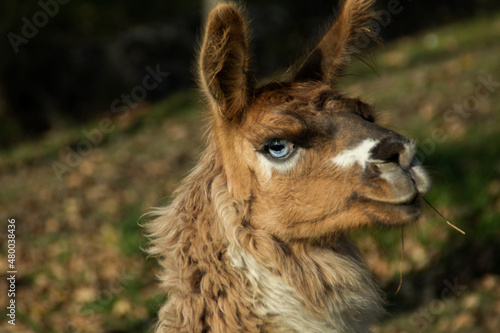 Lama