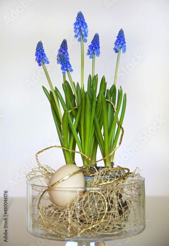 Happy easter. wielkanoc, fioletowe szafirki w wazonie, Muscari , flowering common grape hyacinths in aglass vase, Easter floral composition with grape hyacinths 