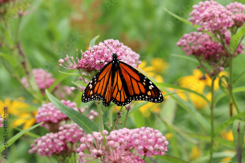 Swamp milkweed (Asclepias incarnata) in bloom with a monarch butterfly (Danaus plexippus) feeding on nectar in the flowers