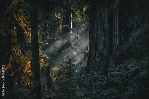 California Redwoods in Northern California 