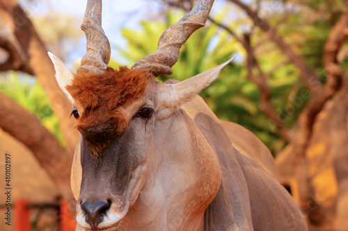 Beautiful Images of African largest Antelope. Wild african Eland antelope close up, Namibia, Africa