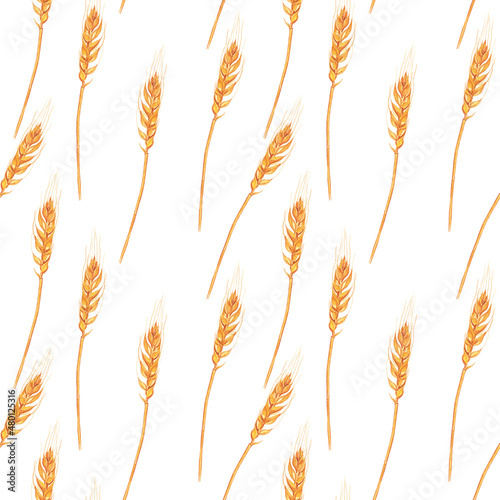 Wheat ear seamless pattern on white background. Watercolor hand drawing illustration. Golden spike texture for textile, wallpaper.
