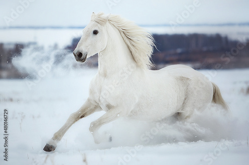 White Orlov trotter galloping through the snow