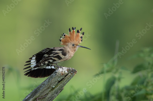 Dudek (Upupa epopee) hoopoe