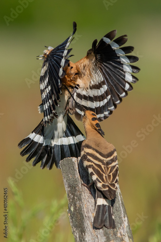 Dudek (Upupa epopee) hoopoe