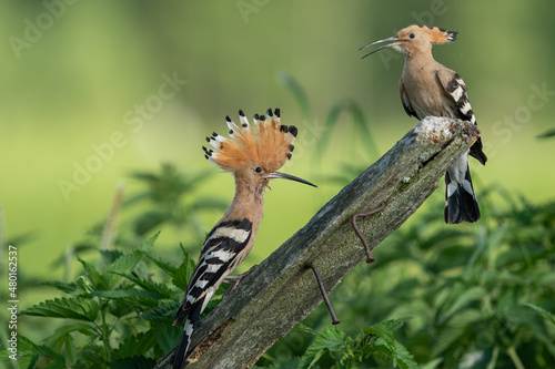 Dudek (Upupa epopee) hoopoe