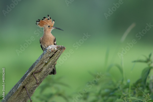 Dudek (Upupa epopee) hoopoe