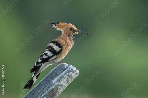 Dudek (Upupa epopee) hoopoe