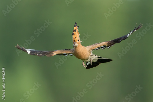 Dudek (Upupa epopee) hoopoe