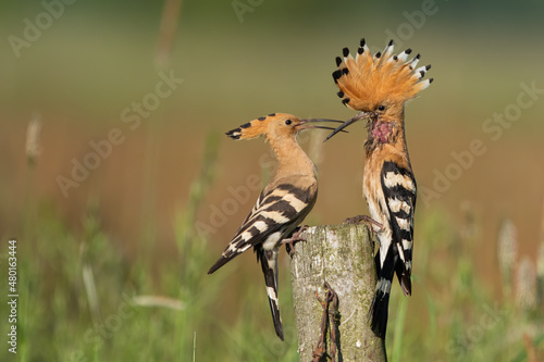 Dudek (Upupa epopee) hoopoe