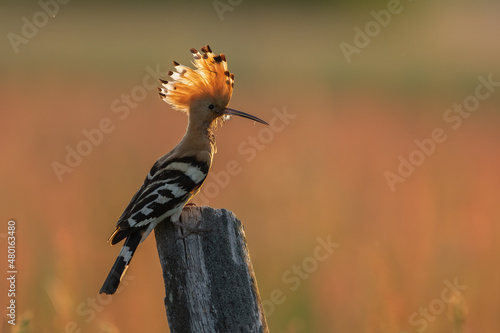 Dudek (Upupa epopee) hoopoe