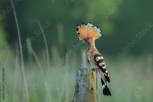 Dudek (Upupa epopee) hoopoe