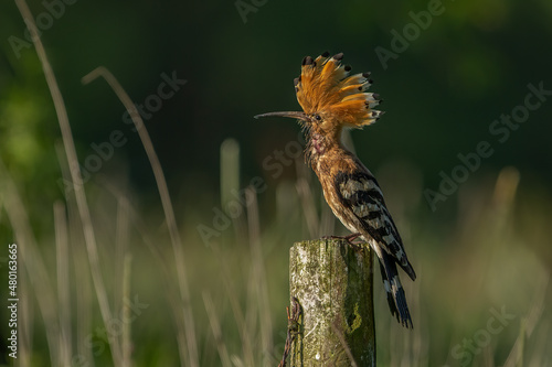 Dudek (Upupa epopee) hoopoe