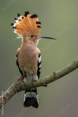 Dudek (Upupa epopee) hoopoe