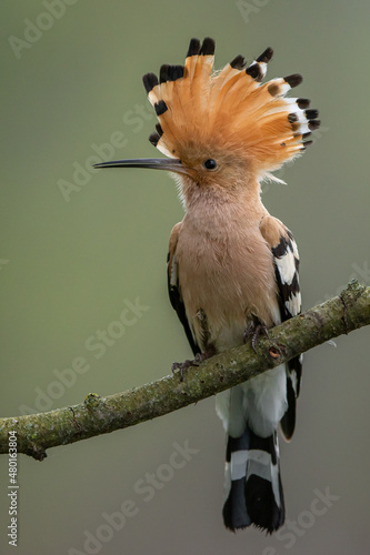 Dudek (Upupa epopee) hoopoe