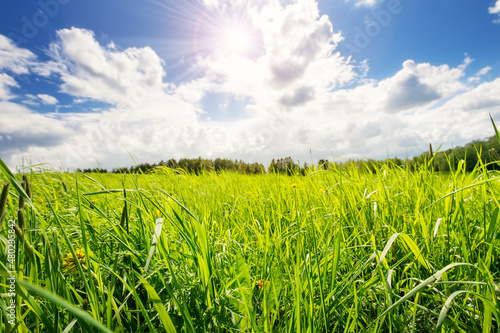 Fresh green grass background in sunny spring day