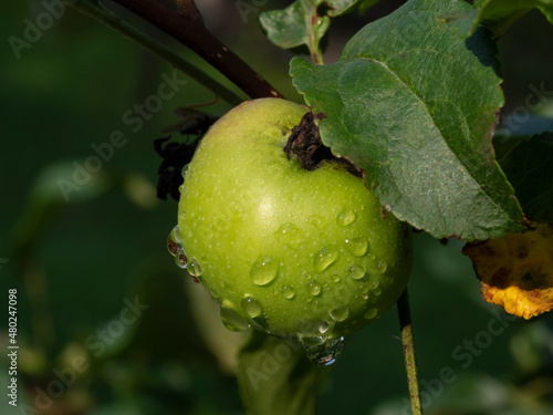 Zielone jabłko z kroplami rosy