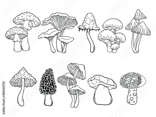 Set of different mushrooms. Collection of stylized edible or psychedelic mushrooms. Vector illustration on white background. Linear Art. Tattoo.