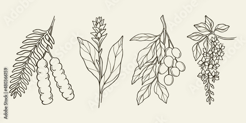 Set of shikakai, turmeric, neem, cassia plants