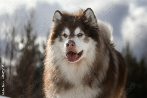 alaskan malamute dog