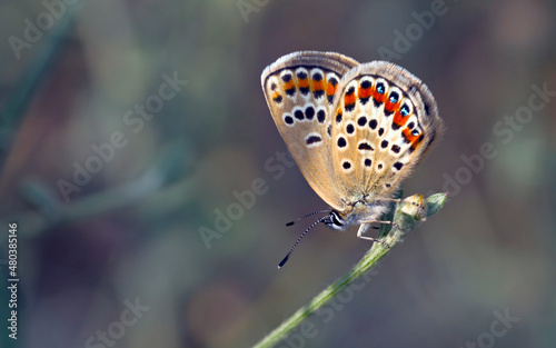 Plebejus is a genus of butterflies in the family Lycaenidae, Greece