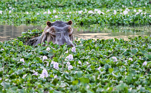 A solitary Hippo emerges from under the water hyacinths in the Zambezi River in Lower Zambezi National Park, Zambia.