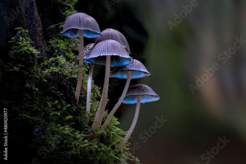 mushroom in the forest