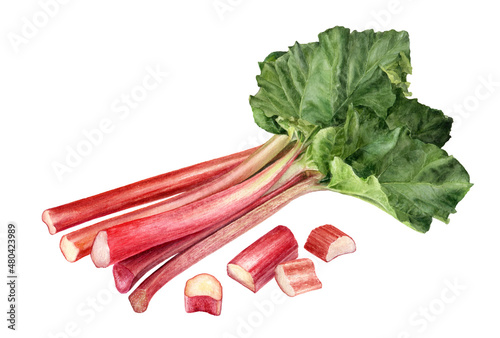 Rhubarb composition watercolor illustration isolated on white background.