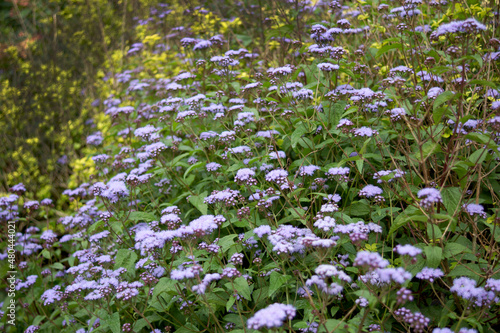 Blue mistflower (Conoclinium coelestinum, formerly Eupatorium coelestinum), also known as wild ageratum or hardy ageratum, in flower (bloom)