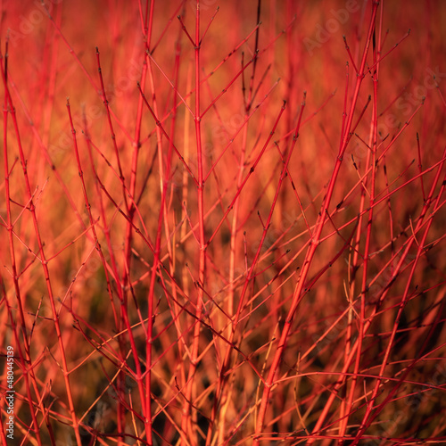 Sunlit stems of Cornus sanguinea 'Anny's Winter Orange' in a garden