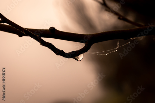  little delicate water drops on a spider web in close-up on a foggy day