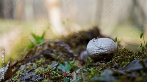 ホコリタケ（Lycoperdon perlatum Pers）／上部に穴が開いた丸いキノコをクローズアップ／長野県4月