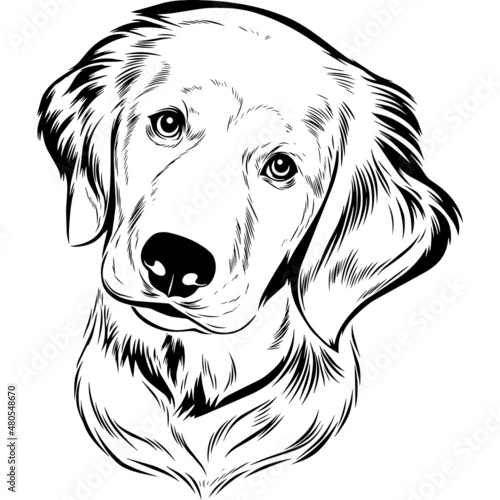 Golden Retriever Dog Head Potrait Vector on a White Background