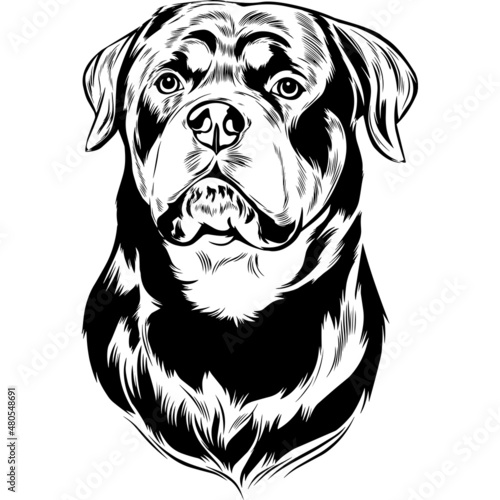 Rottweiler Dog Head Potrait Vector on a White Background