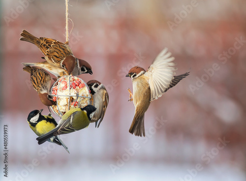 birds tits and sparrows sit on the feeder and et oil with seeds and nuts in the winter garden