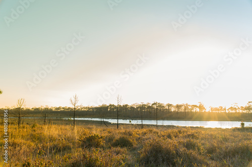 Sunset with pine forest and reservoir and blue sky background. Nature and outdoor background in national park at Thailand
